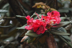 Rhododendron arboreum subsp. nilagiricum